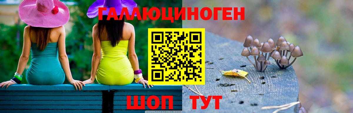 Псилоцибиновые грибы Psilocybe Коряжма